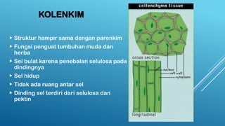 KOLENKIM
 Struktur hampir sama dengan parenkim
 Fungsi penguat tumbuhan muda dan
herba
 Sel bulat karena penebalan selulosa pada
dindingnya
 Sel hidup
 Tidak ada ruang antar sel
 Dinding sel terdiri dari selulosa dan
pektin
 