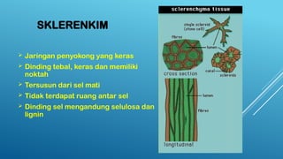 SKLERENKIM
 Jaringan penyokong yang keras
 Dinding tebal, keras dan memiliki
noktah
 Tersusun dari sel mati
 Tidak terdapat ruang antar sel
 Dinding sel mengandung selulosa dan
lignin
 