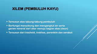 XILEM (PEMBULUH KAYU)
 Tersusun atas tabung-tabung pembuluh
 Berfungsi menyokong dan mengangkut air serta
garam mineral dari akar menuju bagian atas (daun)
 Tersusun dari tracheid, trakhea, parenkim dan serabut
 