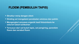 FLOEM (PEMBULUH TAPIS)
 Struktur mirip dengan xilem
 Dinding sel mengalami penebalan selulosa dan pektin
 Mengangkut senyawa organik hasil fotosintesis ke
seluruh tubuh tumbuhan
 Tersusun dari sel buluh tapis, sel pengiring, parenkim
floem dan serabut floem
 