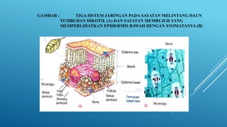 GAMBAR : TIGA SISTEM JARINGAN PADA SAYATAN MELINTANG DAUN
TUMBUHAN DIKOTIL (A) DAN SAYATAN MEMBUJUR YANG
MEMPERLIHATKAN EPIDERMIS BAWAH DENGAN STOMATANYA (B)
 