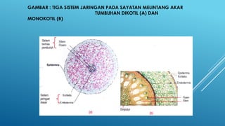 GAMBAR : TIGA SISTEM JARINGAN PADA SAYATAN MELINTANG AKAR
TUMBUHAN DIKOTIL (A) DAN
MONOKOTIL (B)
 