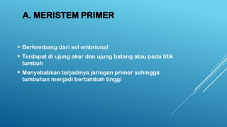 A. MERISTEM PRIMER
 Berkembang dari sel embrional
 Terdapat di ujung akar dan ujung batang atau pada titik
tumbuh
 Menyebabkan terjadinya jaringan primer sehingga
tumbuhan menjadi bertambah tinggi
 