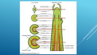 JARINGAN TUMBUHAN MERISTEM APIKAL DAN MERISTEM LATERAL | PPTX