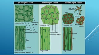 JARINGAN TUMBUHAN MERISTEM APIKAL DAN MERISTEM LATERAL | PPTX