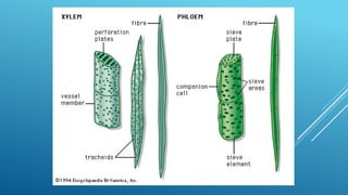 JARINGAN TUMBUHAN MERISTEM APIKAL DAN MERISTEM LATERAL | PPTX
