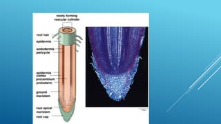 JARINGAN TUMBUHAN MERISTEM APIKAL DAN MERISTEM LATERAL | PPTX