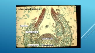 JARINGAN TUMBUHAN MERISTEM APIKAL DAN MERISTEM LATERAL | PPTX