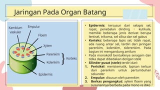 Jaringan Tumbuhan (Sistem Transport & Totipotensi) - Tentor XI BIC ...