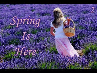 Jaro je tady - Spring is here (Judith) 2