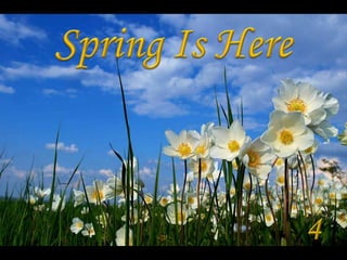 Jaro je tady - Spring is here (Judith) 4