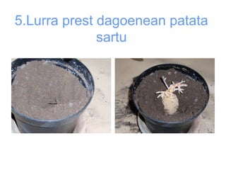 5.Lurra prest dagoenean patata
sartu
 