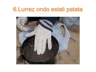 6.Lurrez ondo estali patata
 