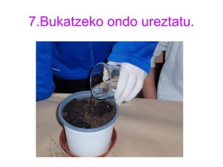 7.Bukatzeko ondo ureztatu.
 