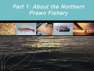 Part 1: About the Northern
Prawn Fishery
 