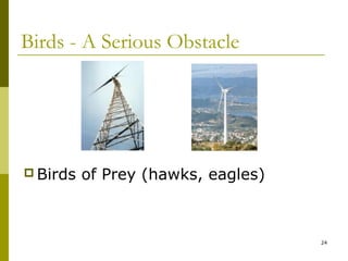 24
Birds - A Serious Obstacle
 Birds of Prey (hawks, eagles)
 