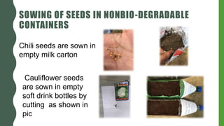 SOWING OF SEEDS IN NONBIO-DEGRADABLE
CONTAINERS
Chili seeds are sown in
empty milk carton
Cauliflower seeds
are sown in empty
soft drink bottles by
cutting as shown in
pic
 