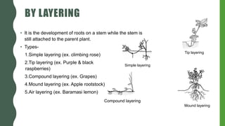 BY LAYERING
• It is the development of roots on a stem while the stem is
still attached to the parent plant.
• Types-
1.Simple layering (ex. climbing rose)
2.Tip layering (ex. Purple & black
raspberries)
3.Compound layering (ex. Grapes)
4.Mound layering (ex. Apple rootstock)
5.Air layering (ex. Baramasi lemon)
Compound layering
Mound layering
Tip layering
Simple layering
 