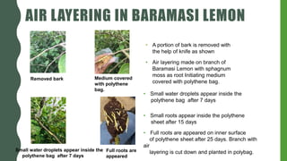 AIR LAYERING IN BARAMASI LEMON
• A portion of bark is removed with
the help of knife as shown
• Air layering made on branch of
Baramasi Lemon with sphagnum
moss as root Initiating medium
covered with polythene bag.
• Small water droplets appear inside the
polythene bag after 7 days
• Small roots appear inside the polythene
sheet after 15 days
• Full roots are appeared on inner surface
of polythene sheet after 25 days. Branch with
air
layering is cut down and planted in polybag.
Removed bark Medium covered
with polythene
bag.
Small water droplets appear inside the
polythene bag after 7 days
Full roots are
appeared
 