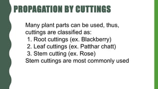 PROPAGATION BY CUTTINGS
Many plant parts can be used, thus,
cuttings are classified as:
1. Root cuttings (ex. Blackberry)
2. Leaf cuttings (ex. Patthar chatt)
3. Stem cutting (ex. Rose)
Stem cuttings are most commonly used
 