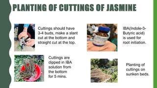 PLANTING OF CUTTINGS OF JASMINE
Cuttings should have
3-4 buds, make a slant
cut at the bottom and
straight cut at the top.
IBA(Indole-3-
Butyric acid)
is used for
root initiation.
Cuttings are
dipped in IBA
solution from
the bottom
for 5 mins.
Planting of
cuttings on
sunken beds.
 