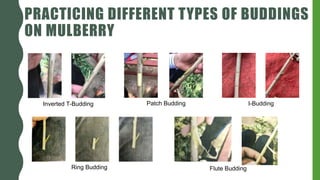 PRACTICING DIFFERENT TYPES OF BUDDINGS
ON MULBERRY
Inverted T-Budding Patch Budding I-Budding
Ring Budding Flute Budding
 
