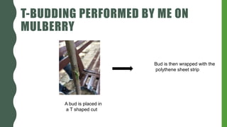 T-BUDDING PERFORMED BY ME ON
MULBERRY
A bud is placed in
a T shaped cut
Bud is then wrapped with the
polythene sheet strip
 