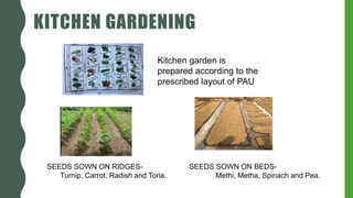 KITCHEN GARDENING
Kitchen garden is
prepared according to the
prescribed layout of PAU
SEEDS SOWN ON RIDGES-
Turnip, Carrot, Radish and Toria.
SEEDS SOWN ON BEDS-
Methi, Metha, Spinach and Pea.
 