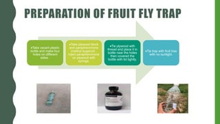 PREPARATION OF FRUIT FLY TRAP
Take vacant plastic
bottle and make four
holes on different
sides .
Take plywood block
and parapheromone
(methyl eugenol) ,
inject parapheromone
on plywood with
syringe.
Tie plywood with
thread and place it in
bottle near the holes
then covered the
bottle with lid tightly.
Tie trap with fruit tree
with no sunlight.
 