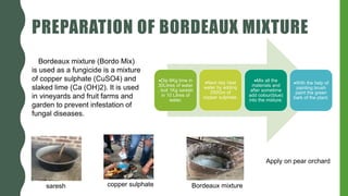 PREPARATION OF BORDEAUX MIXTURE
Dip 6Kg lime in
30Litres of water
, boil 1Kg saresh
in 10 Litres of
water.
Next day heat
water by adding
250Gm of
copper sulphate.
Mix all the
materials and
after sometime
add colour(blue)
into the mixture.
With the help of
painting brush
paint the green
bark of the plant.
Bordeaux mixture (Bordo Mix)
is used as a fungicide is a mixture
of copper sulphate (CuSO4) and
slaked lime (Ca (OH)2). It is used
in vineyards and fruit farms and
garden to prevent infestation of
fungal diseases.
copper sulphate
saresh Bordeaux mixture
Apply on pear orchard
 