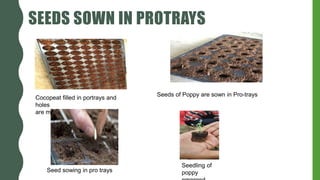 SEEDS SOWN IN PROTRAYS
Cocopeat filled in portrays and
holes
are made in it
Seeds of Poppy are sown in Pro-trays
Seed sowing in pro trays
Seedling of
poppy
 