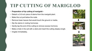 TIP CUTTING OF MARIGLOD
• Preparation of tip cutting of marigold:-
• Detach a 2-6 inch piece of stems from the marigold plant.
• Make the cut just below the node.
• Remove lower leaves that would touch the ground or media.
• Dip the stems in rooting hormones
• Gently tap the end of the cutting to remove excess hormone.
• Make a hole in the soil with a stick and insert the cutting deeply enogh.
• Irrigate immediately.
 