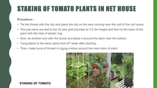 STAKING OF TOMATO PLANTS IN NET HOUSE
Procedure:-
• Tie the thread with the clip and place the clip on the wire running near the roof of the net house.
• The jute twins are tied to the GI wire grid provided at 2.5-3m height and then to the base of the
plant with the help of plastic ring.
• Now, tie another end with the clump and place it around the stem near the bottom.
• Tying plants to the twins starts from 6th week after planting.
• Then, make turns of thread in zigzag motion around the main stem of plant.
STAKING OF TOMATO
 