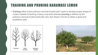 TRAINING AND PRUNING BARAMASI LEMON
• Training refers to the judicious removal of plant part / parts to develop proper shape of
a plant capable of bearing a heavy crop load whereas pruning is defined as the
judicious removal of plant parts like root, leaf, flower, fruit etc.to obtain a good and
qualitative yield
 