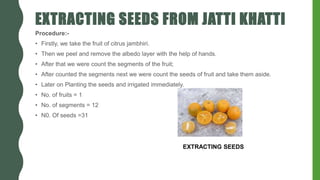 EXTRACTING SEEDS FROM JATTI KHATTI
Procedure:-
• Firstly, we take the fruit of citrus jambhiri.
• Then we peel and remove the albedo layer with the help of hands.
• After that we were count the segments of the fruit;
• After counted the segments next we were count the seeds of fruit and take them aside.
• Later on Planting the seeds and irrigated immediately.
• No. of fruits = 1
• No. of segments = 12
• N0. Of seeds =31
EXTRACTING SEEDS
 