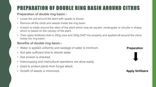 PREPARATION OF DOUBLE RING BASIN AROUND CITRUS
Preparation of double ring basin:-
• Loose the soil around the plant with spade or khurpi.
• Remove all the clods and weeds inside the ring basin
• A basin is made around the stem of the plant which may be square, rectangular or circular in shape,
which is based on the canopy of the plant.
• Then apply fertilizers that is 200g urea and 200g DAP mix properly and applied all around the citrus
inside the ring basin.
Benefits of double ring basin:-
• Water is applied uniformly and wastage of water is minimum.
• Soil gets sufficient time to absorb water
• Soil erosion is checked.
• Intercropping and intercultural operations are done easily.
• Used to protect plants from fungal attack.
• Growth of weeds is minimized.
Preparation
Apply fertilizers
 