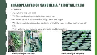 TRANSPLANTED OF SANCHEZIA / FISHTAIL PALM
Procedure
• A polythene bag was used
• We filled the bag with media (soil) up to the top.
• We made a hole in the centre by using a stick and finger.
• We placed rootstock inside the polythene so that the roots could properly cover with
soil.
• Then watering was done by us at adequate level by sprinkler.
Transplanting of sanchezia Transplanting of fish palm
 