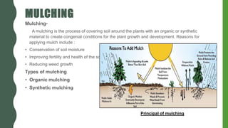 MULCHING
Mulching-
A mulching is the process of covering soil around the plants with an organic or synthetic
material to create congenial conditions for the plant growth and development. Reasons for
applying mulch include :
• Conservation of soil moisture
• Improving fertility and health of the soil
• Reducing weed growth
Types of mulching
• Organic mulching
• Synthetic mulching
Principal of mulching
 