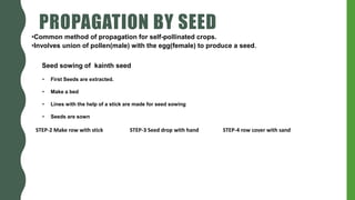 PROPAGATION BY SEED
STEP-2 Make row with stick STEP-3 Seed drop with hand STEP-4 row cover with sand
•Common method of propagation for self-pollinated crops.
•Involves union of pollen(male) with the egg(female) to produce a seed.
Seed sowing of kainth seed
• First Seeds are extracted.
• Make a bed
• Lines with the help of a stick are made for seed sowing
• Seeds are sown
 
