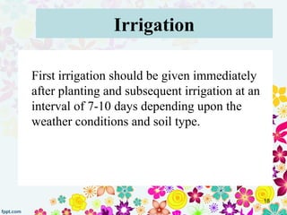 Irrigation
First irrigation should be given immediately
after planting and subsequent irrigation at an
interval of 7-10 da...