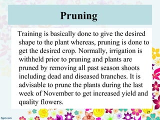 Pruning 
   Training is basically done to give the desired 
shape to the plant whereas, pruning is done to 
get the desire...