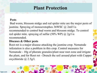 Plant Protection 
Pests
 Bud worm, blossom midge and red spider mite are the major pests of 
jasmine. Spraying of monocrot...