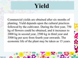 Yield
Commercial yields are obtained after six months of 
planting. Yield depends upon the cultural practices 
followed by...