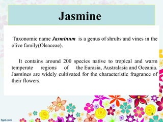 Jasmine
Taxonomic name Jasminum is a genus of shrubs and vines in the
olive family(Oleaceae).
It contains around 200 speci...