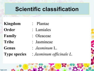 Scientific classification
Kingdom : Plantae
Order : Lamiales
Family : Oleaceae
Tribe : Jasmineae
Genus : Jasminum L.
Type ...