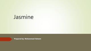 Jasmine
Prepared by: Muhammad Faheem
 