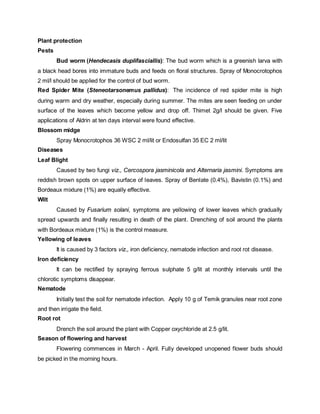 Plant protection
Pests
Bud worm (Hendecasis duplifasciallis): The bud worm which is a greenish larva with
a black head bores into immature buds and feeds on floral structures. Spray of Monocrotophos
2 ml/l should be applied for the control of bud worm.
Red Spider Mite (Steneotarsonemus pallidus): The incidence of red spider mite is high
during warm and dry weather, especially during summer. The mites are seen feeding on under
surface of the leaves which become yellow and drop off. Thimet 2g/l should be given. Five
applications of Aldrin at ten days interval were found effective.
Blossom midge
Spray Monocrotophos 36 WSC 2 ml/lit or Endosulfan 35 EC 2 ml/lit
Diseases
Leaf Blight
Caused by two fungi viz., Cercospora jasminicola and Alternaria jasmini. Symptoms are
reddish brown spots on upper surface of leaves. Spray of Benlate (0.4%), Bavistin (0.1%) and
Bordeaux mixture (1%) are equally effective.
Wilt
Caused by Fusarium solani, symptoms are yellowing of lower leaves which gradually
spread upwards and finally resulting in death of the plant. Drenching of soil around the plants
with Bordeaux mixture (1%) is the control measure.
Yellowing of leaves
It is caused by 3 factors viz., iron deficiency, nematode infection and root rot disease.
Iron deficiency
It can be rectified by spraying ferrous sulphate 5 g/lit at monthly intervals until the
chlorotic symptoms disappear.
Nematode
Initially test the soil for nematode infection. Apply 10 g of Temik granules near root zone
and then irrigate the field.
Root rot
Drench the soil around the plant with Copper oxychloride at 2.5 g/lit.
Season of flowering and harvest
Flowering commences in March - April. Fully developed unopened flower buds should
be picked in the morning hours.
 