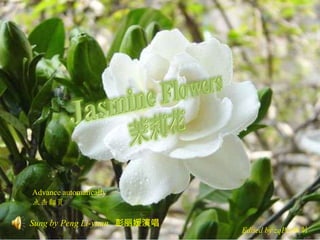 Jasmine Flowers 茉莉花 Advance automatically 点击翻页 Sung by Peng Li-yuan彭丽媛演唱 Edited by zqPei编制 