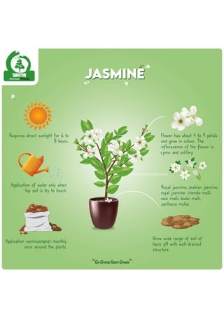jasmine infographics-01 (1) (2).pdf