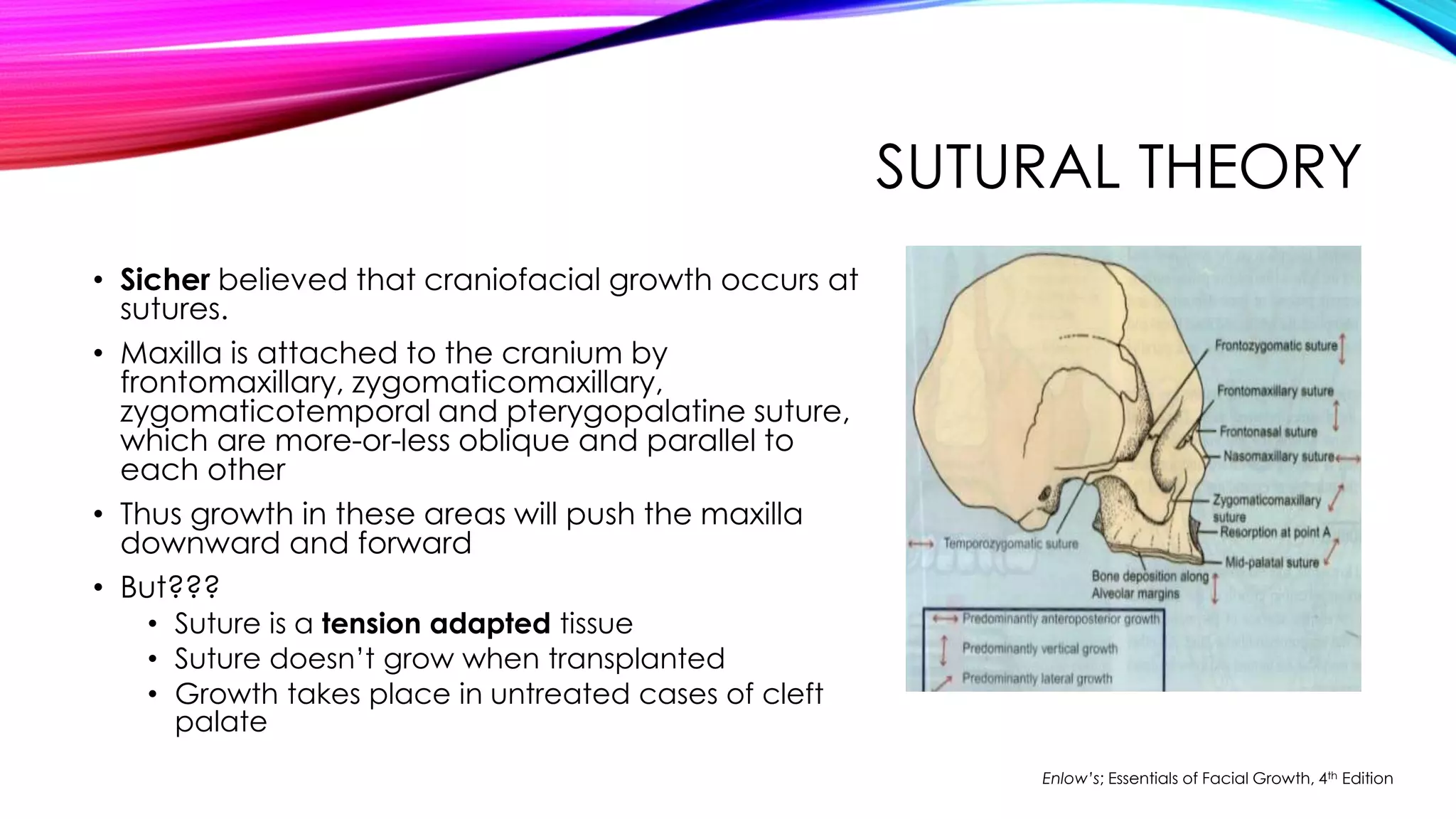 SUTURAL THEORY 
• Sicher believed that craniofacial growth occurs at 
sutures. 
• Maxilla is attached to the cranium by 
frontomaxillary, zygomaticomaxillary, 
zygomaticotemporal and pterygopalatine suture, 
which are more-or-less oblique and parallel to 
each other 
• Thus growth in these areas will push the maxilla 
downward and forward 
• But??? 
• Suture is a tension adapted tissue 
• Suture doesn’t grow when transplanted 
• Growth takes place in untreated cases of cleft 
palate 
Enlow’s; Essentials of Facial Growth, 4th Edition 
 